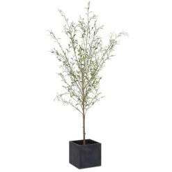 Abundance Olive Tree Plant