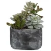 Alverio Succulents