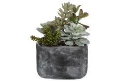 Alverio Succulents