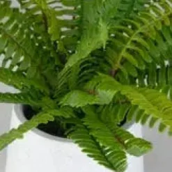 Boston Fern Plant