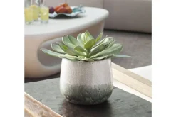 Dudleya Succulent In Green