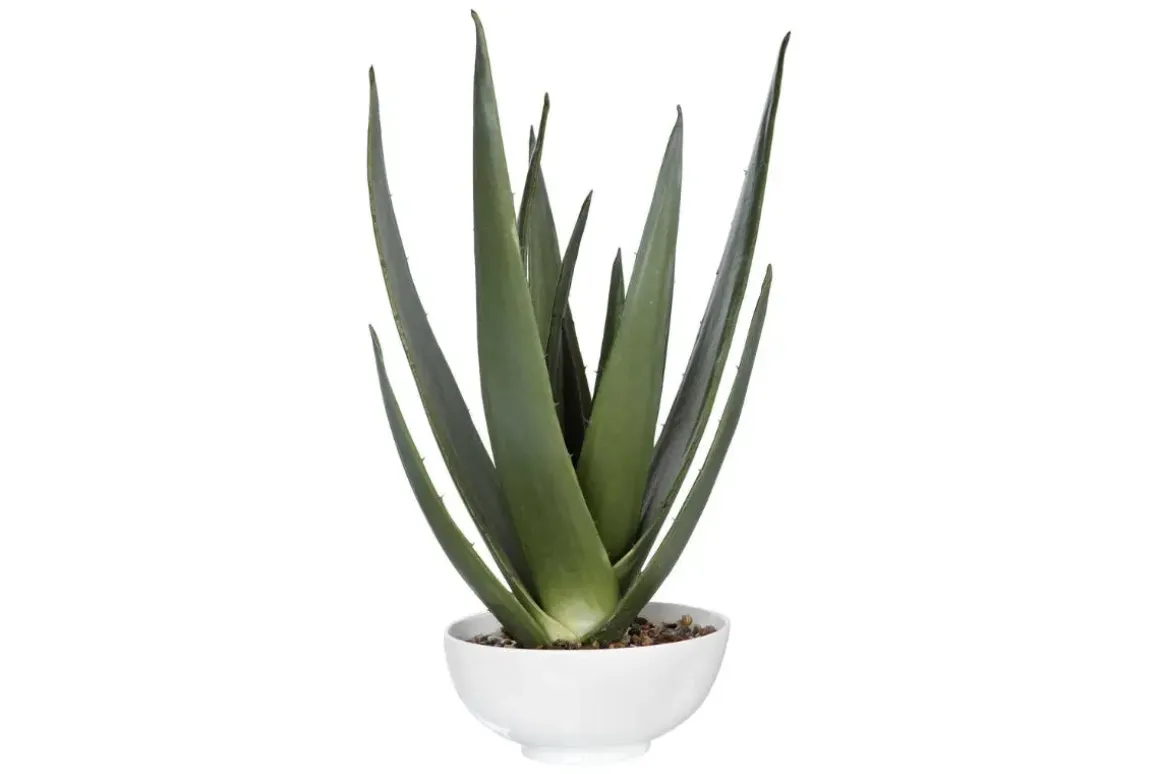 Evarado Aloe Planter