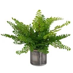 Maidenhair Fern Plant