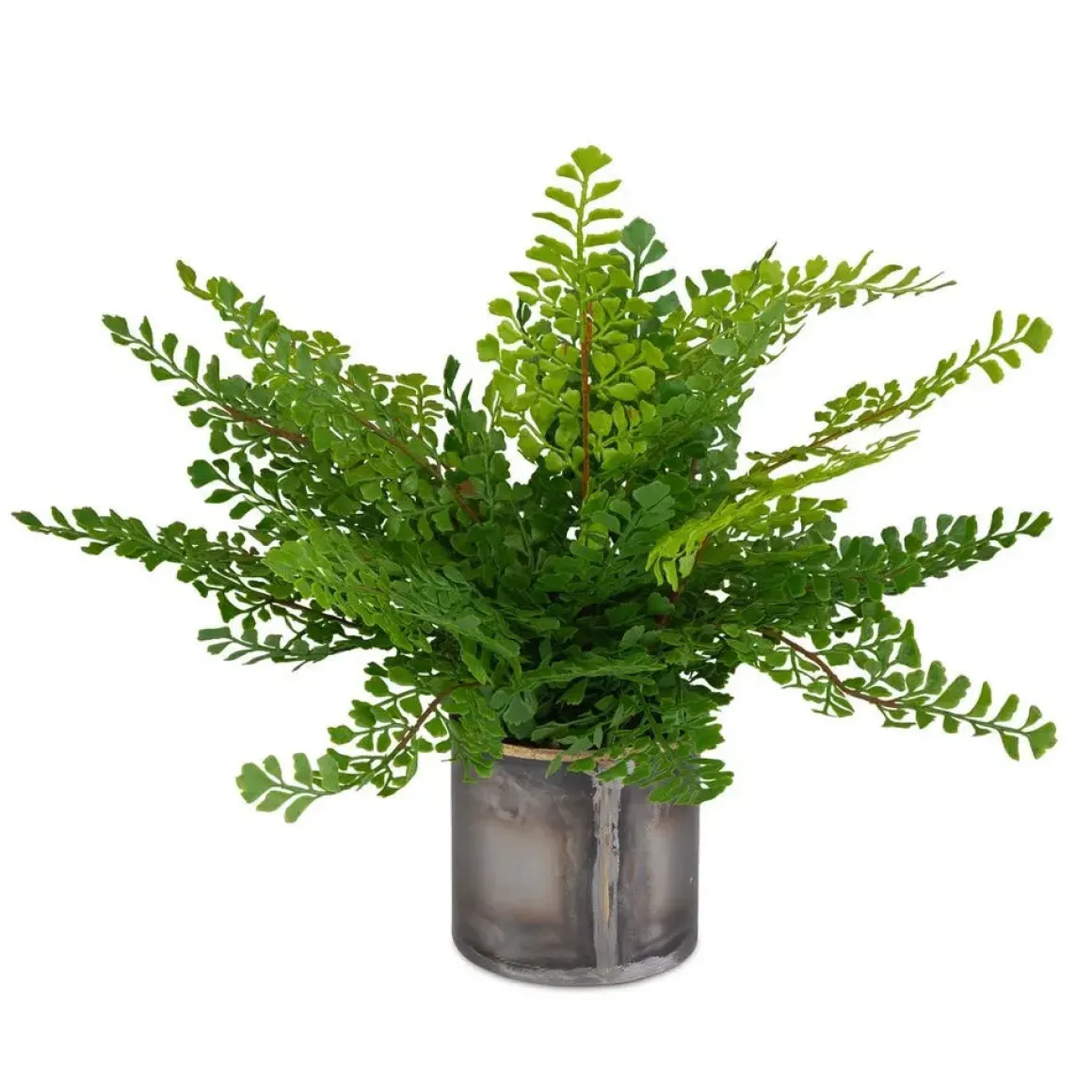 Maidenhair Fern Plant