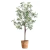 Olea Olive Fruit Tree Plant