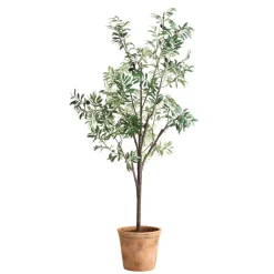 Olea Olive Fruit Tree Plant