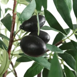 Olea Olive Fruit Tree Plant