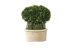 Oval Domes Preserved Boxwood, Set Of 2