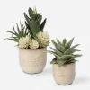 Seaside Succulents, Set Of 2