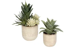 Seaside Succulents, Set Of 2
