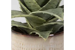 Seaside Succulents, Set Of 2