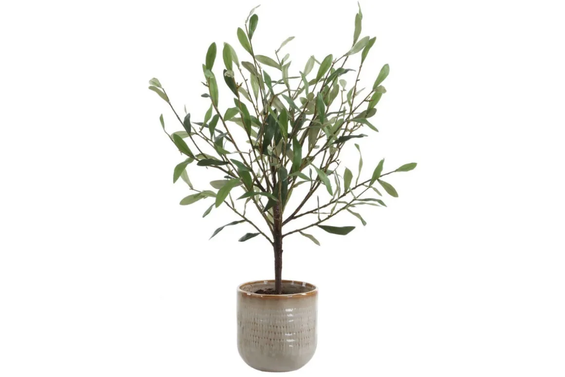 Solea Olive Tree