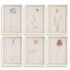 Wild Flourish Wall Art, Set Of 6